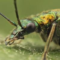 Flower Beetle 